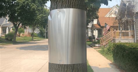 sheet metal bands around trees